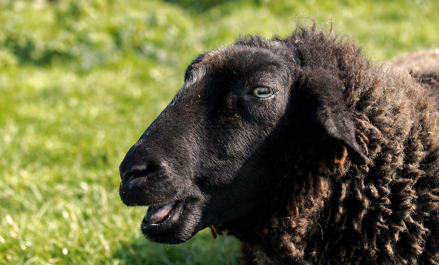 Schwarzes Schaf